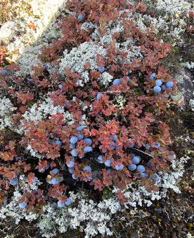 Image 7 : Bleuets de l’Arctique (photo de l’auteur)