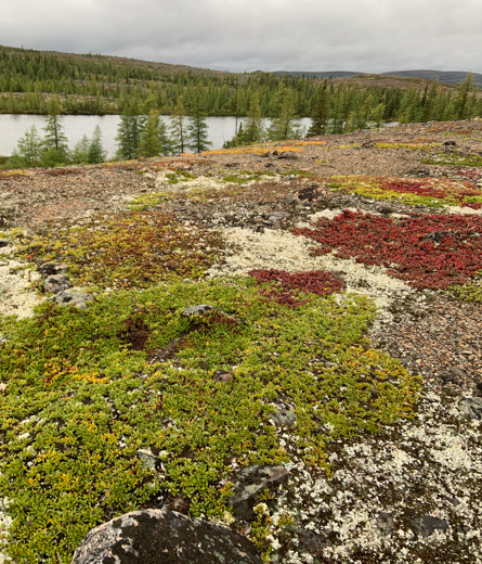 Image 6 : Mousses et lichen (photo de l’auteur)